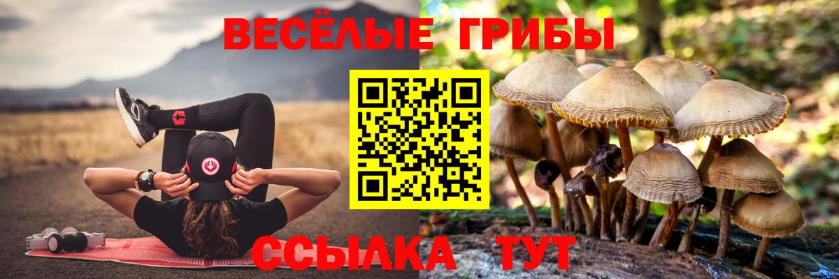 Псилоцибиновые грибы GOLDEN TEACHER  Вход с VPN  где можно купить   Миллерово  Псилоцибиновые грибы ЛСД 